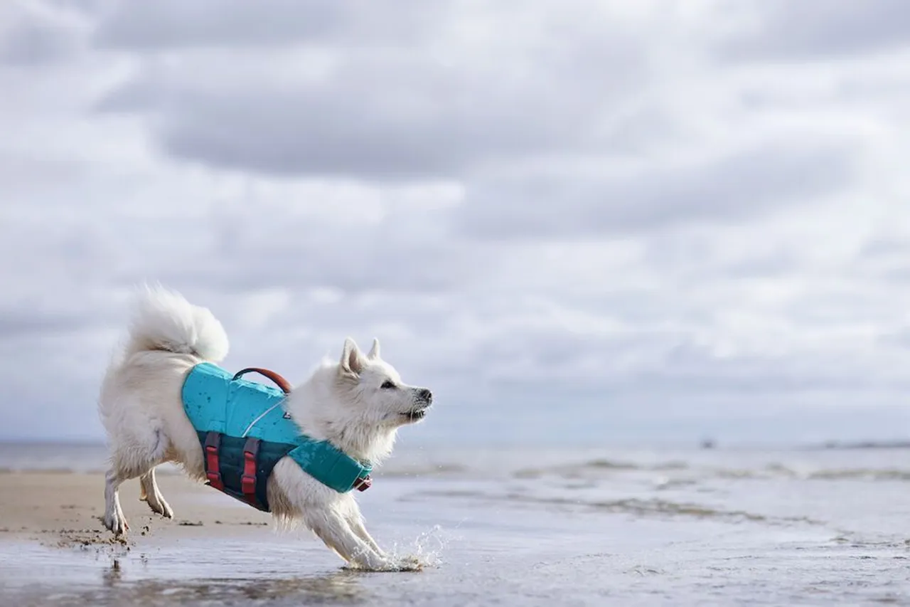 Hurtta Dog Swim Coat: Life Saviour Eco, Peacock